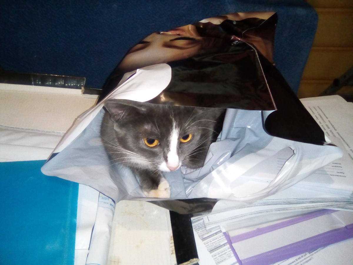 Сявка ищет вкусняшки