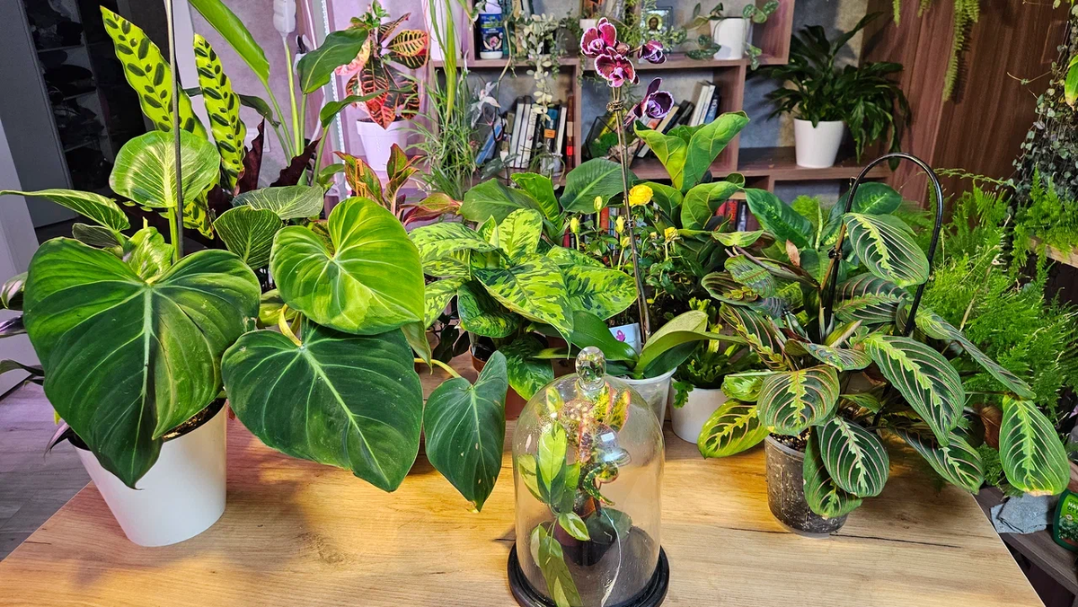 Это вот малая часть того, что у нас растет