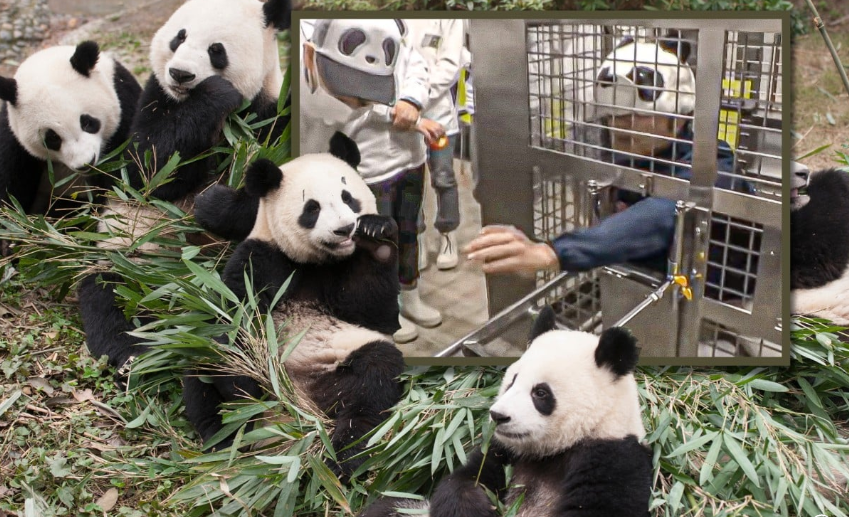 Не могу найти на этой фотке, где настоящие панды, а где поддельные...