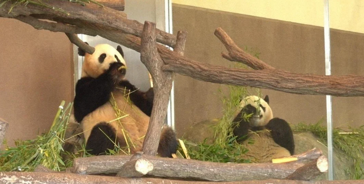 Вот эти панды до возвращения, ухоженные и залюбленные