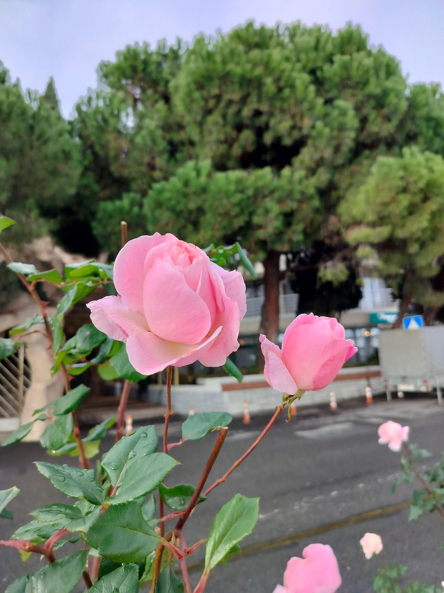 Розы везде. Цветущие!!!