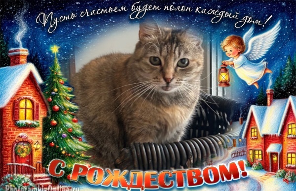 Эля тоже поздравляет все вас с Рождеством Христовым! 💖🙏✨🎄