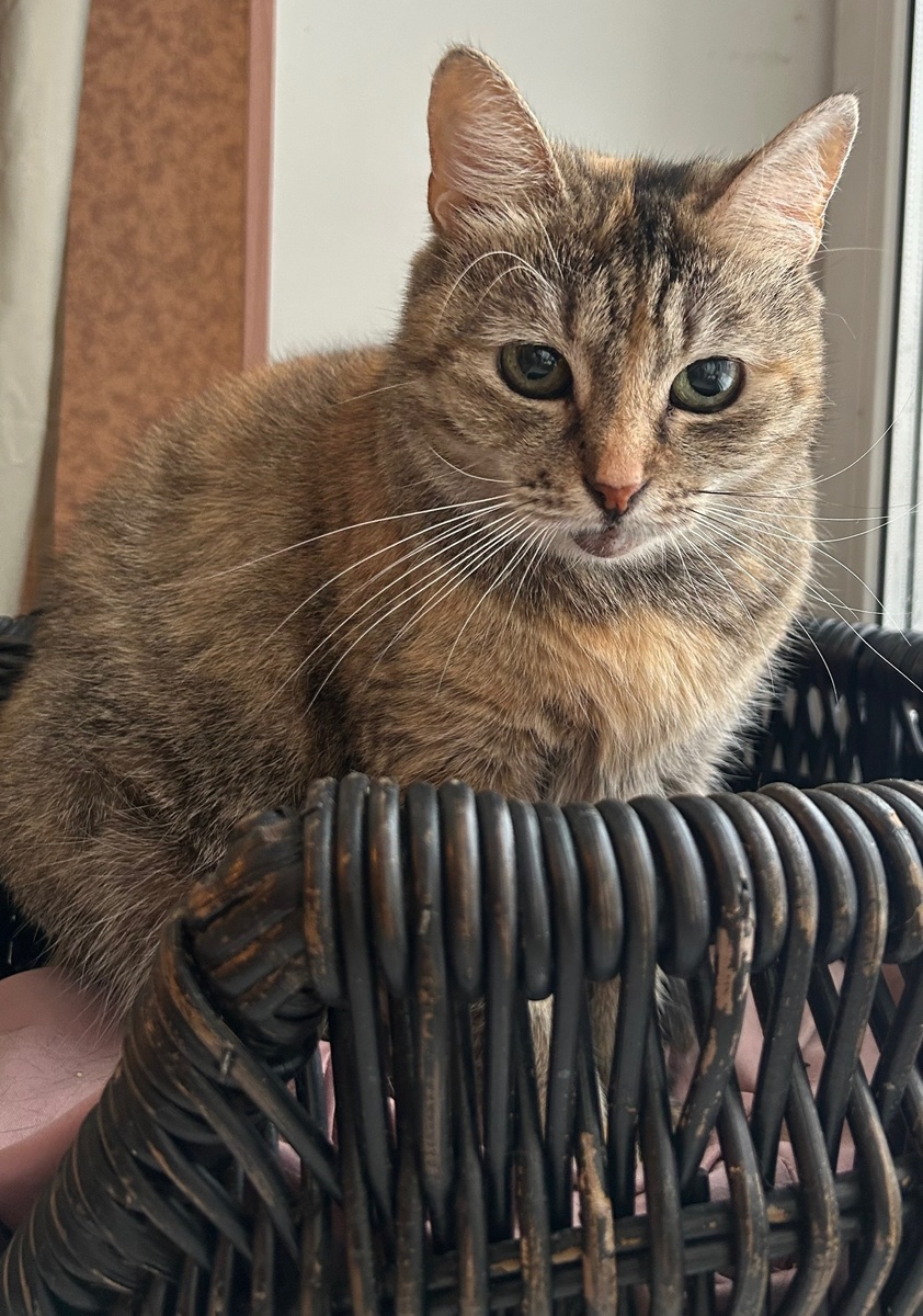 Эля тихая, скромная, ласковая, спокойная девочка 💗