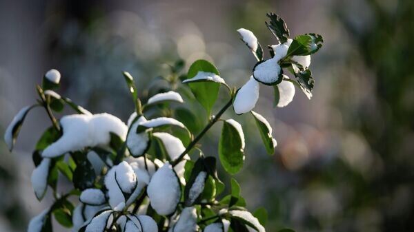    © РИА Новости Крым . Дмитрий Макеев