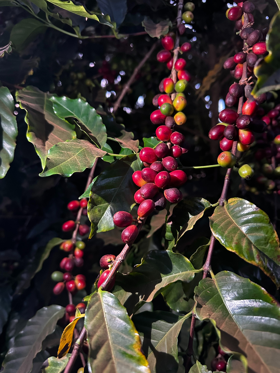 Так выгледят спелые кофейные ягоды 