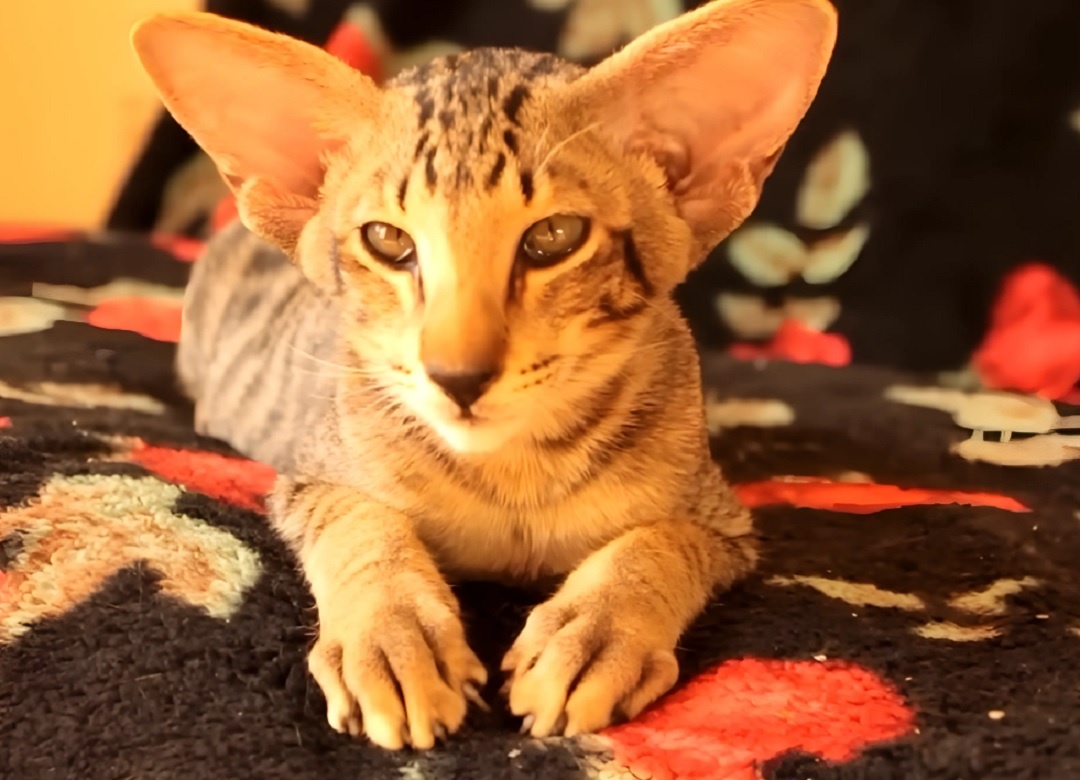 Ориентальная кошка