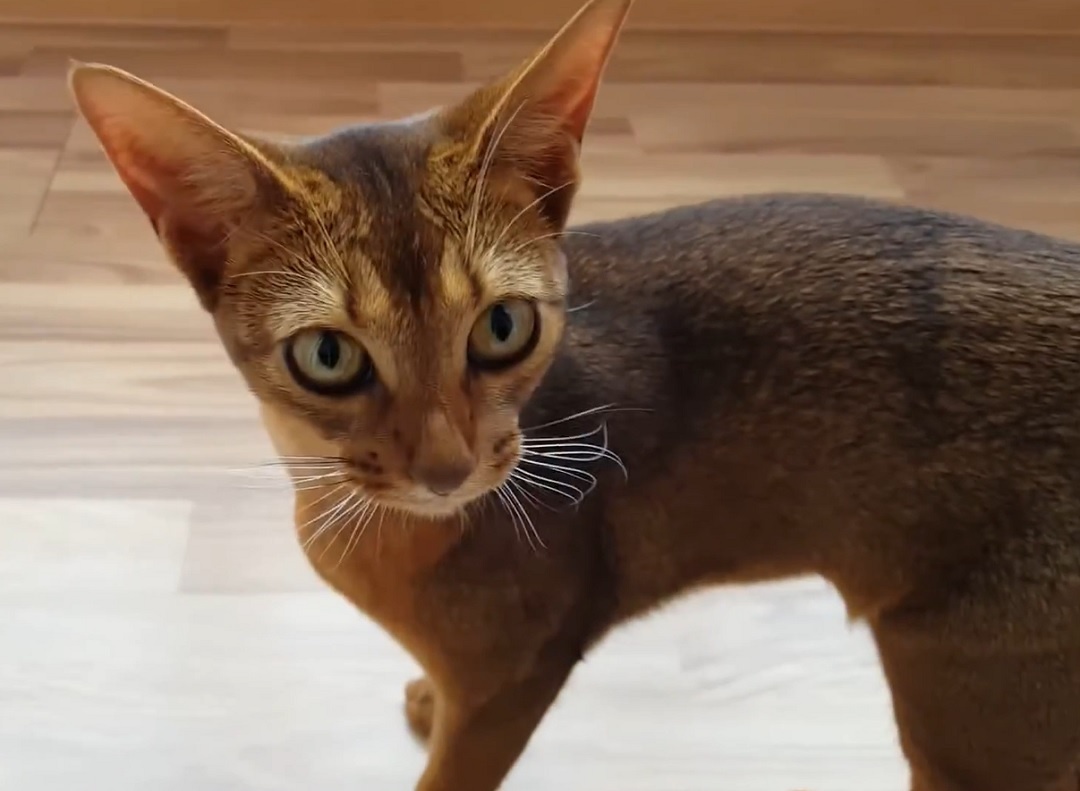 Абиссинская кошка