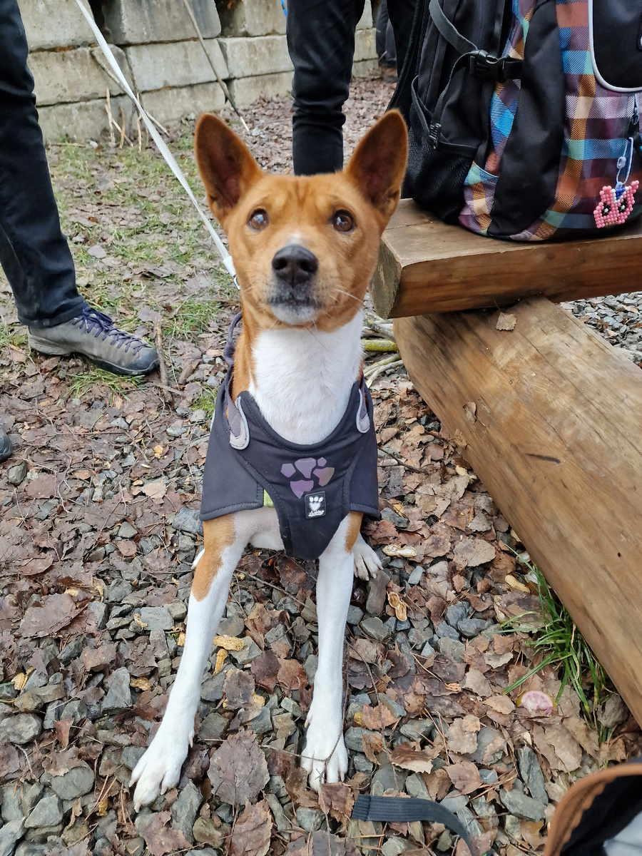 фото автора: а вот такая порода мне очень нравится) у них острые ушки и хвостик колечком и они очень добрые