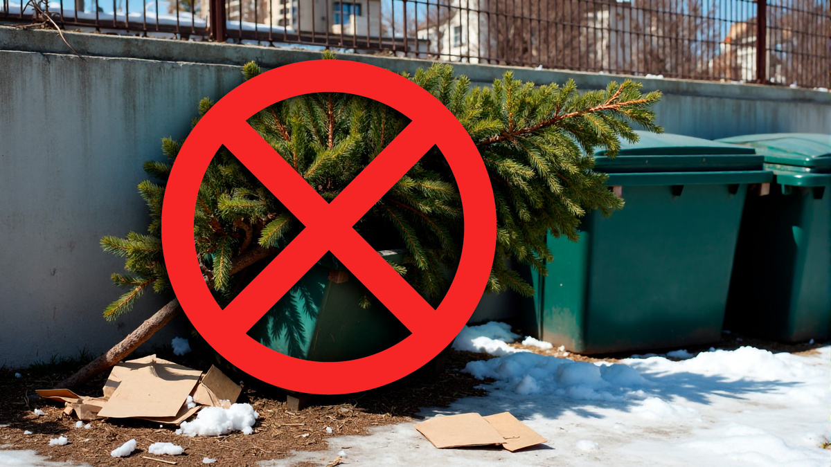 Фото с яндекса