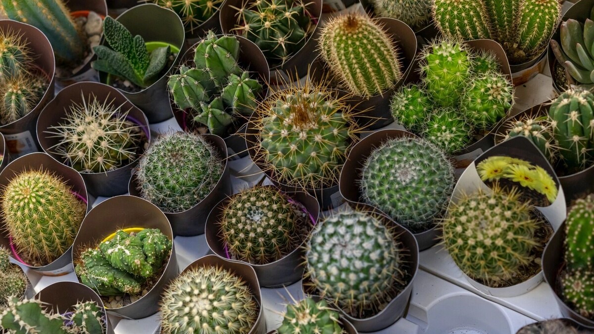    Кактусы.   freepik.