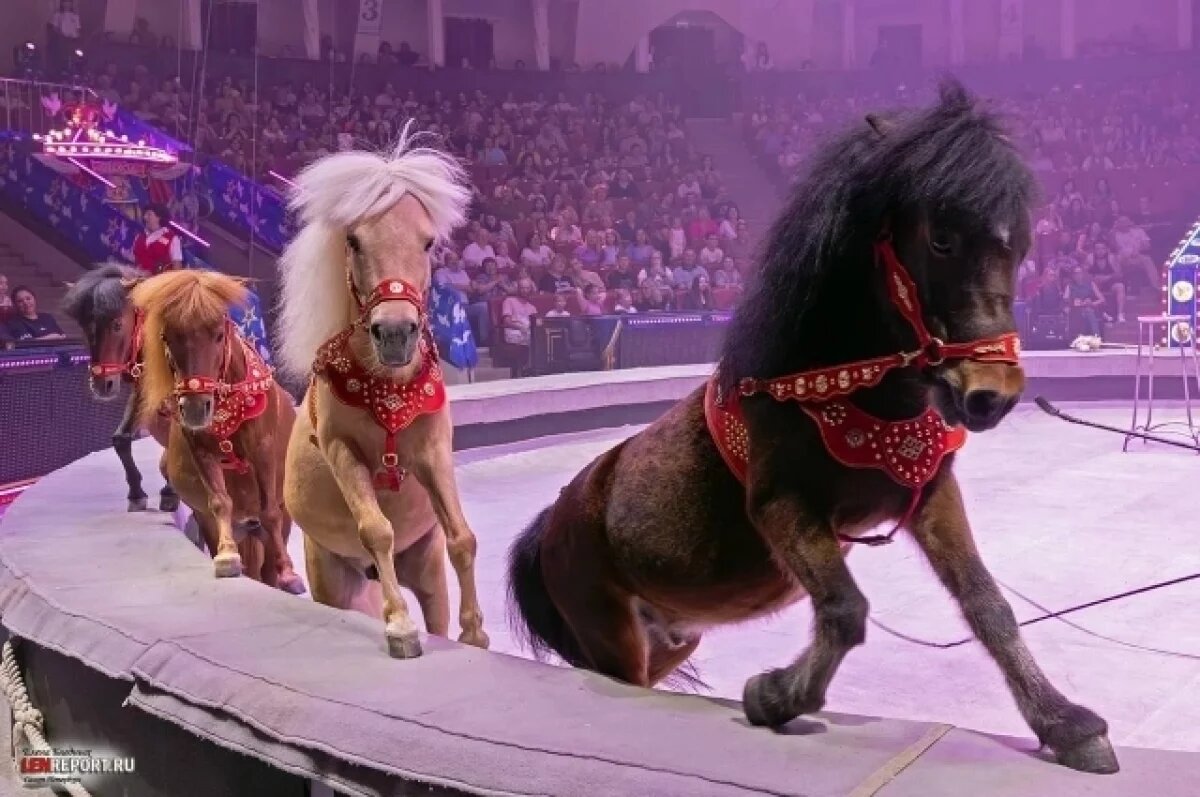    А пони – тоже кони.