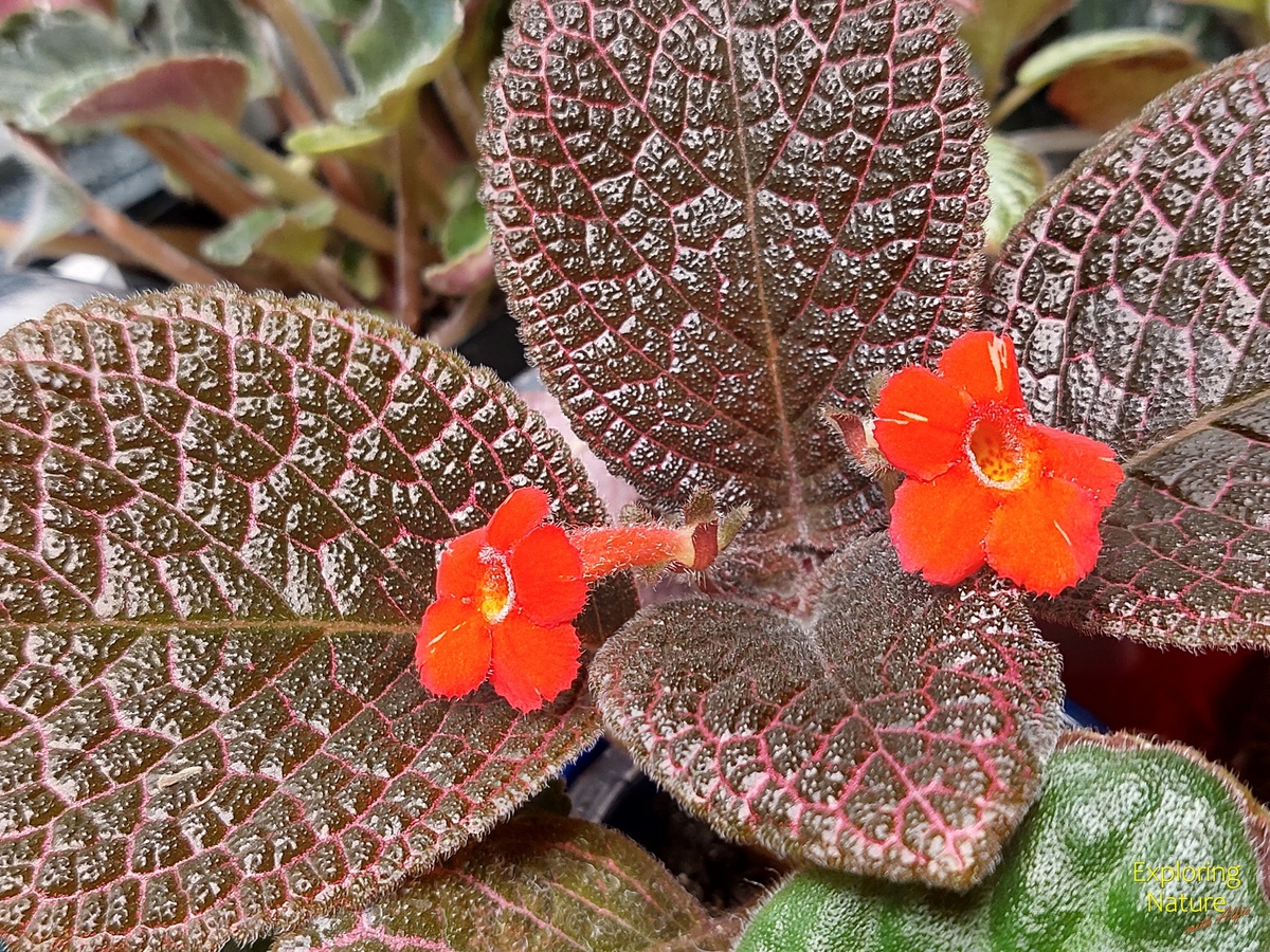 Эписция медная (Episcia cupreata (Hook.) Hanst.) 