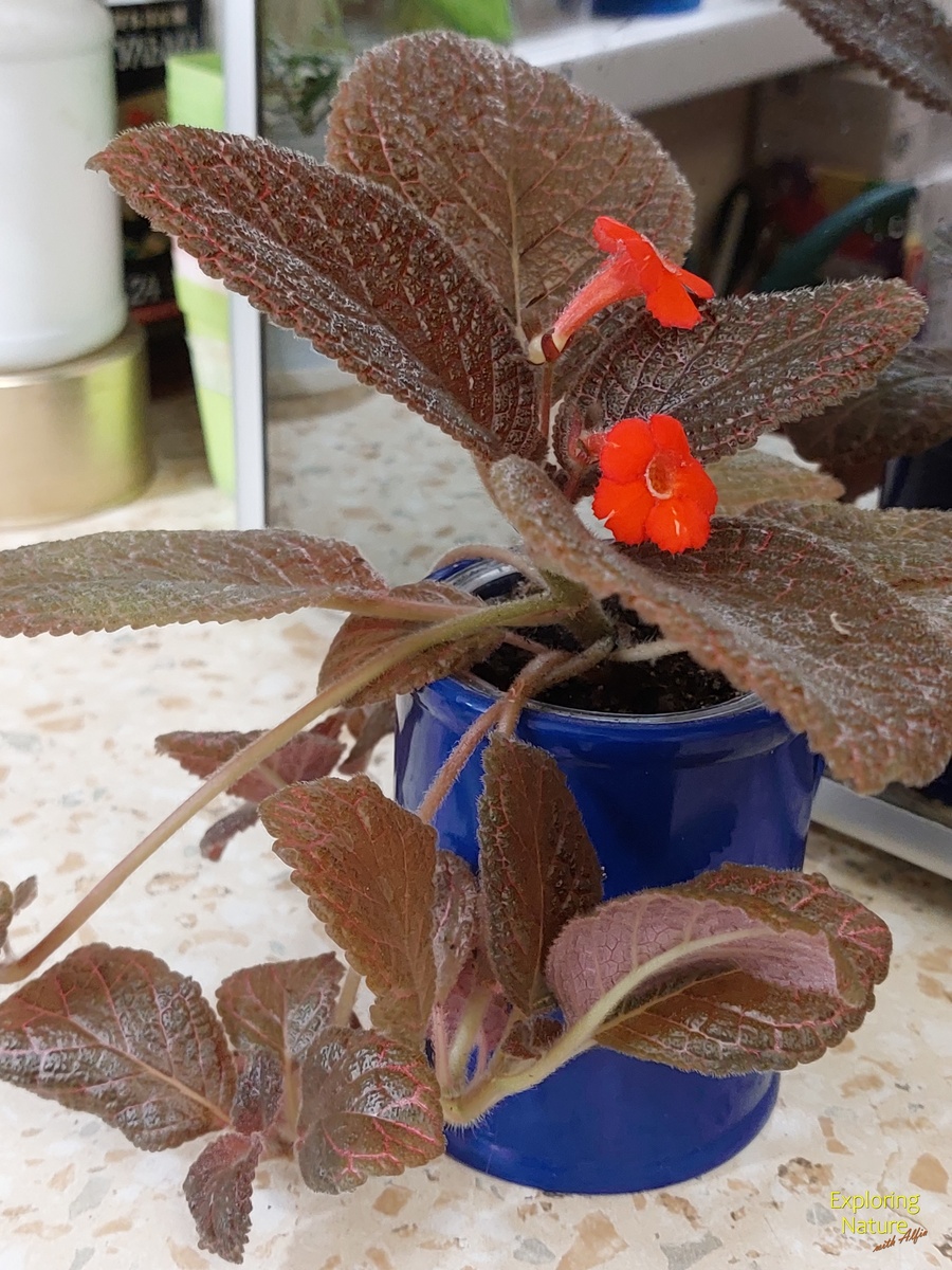 Эписция охотно образует множество столонов (побеги с дочерними розетками)