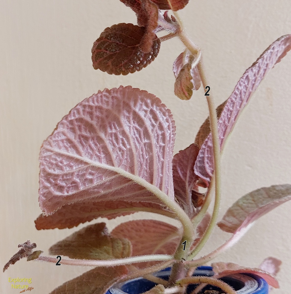 1 - укороченный побег, 2 - длинный побег, столон, формируются по два в каждом узле, но длина их может отличаться