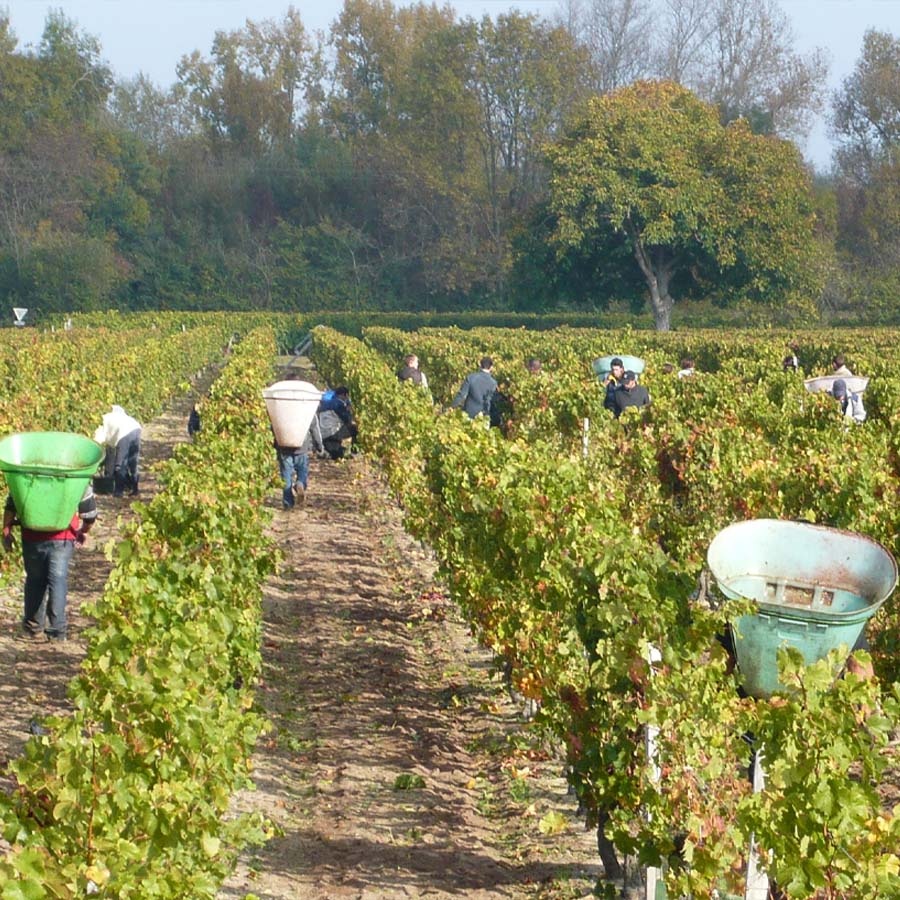 Сбор урожая на винограднике Domaine Olga Raffault. Турень, Долина Луары, Франция