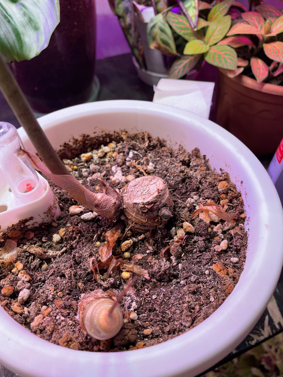 Пень сверху это бывшая шикарная мать. 