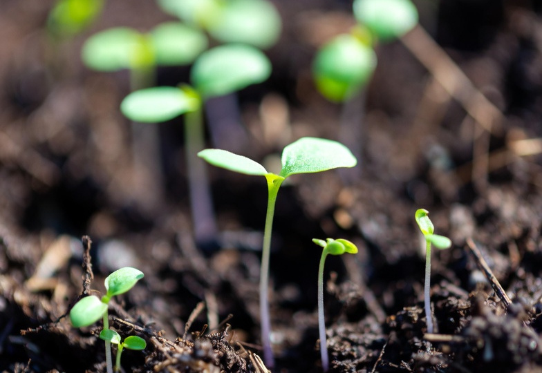 Что сделать с грунтом, чтобы рассада не гибла: системный разбор причин и решений