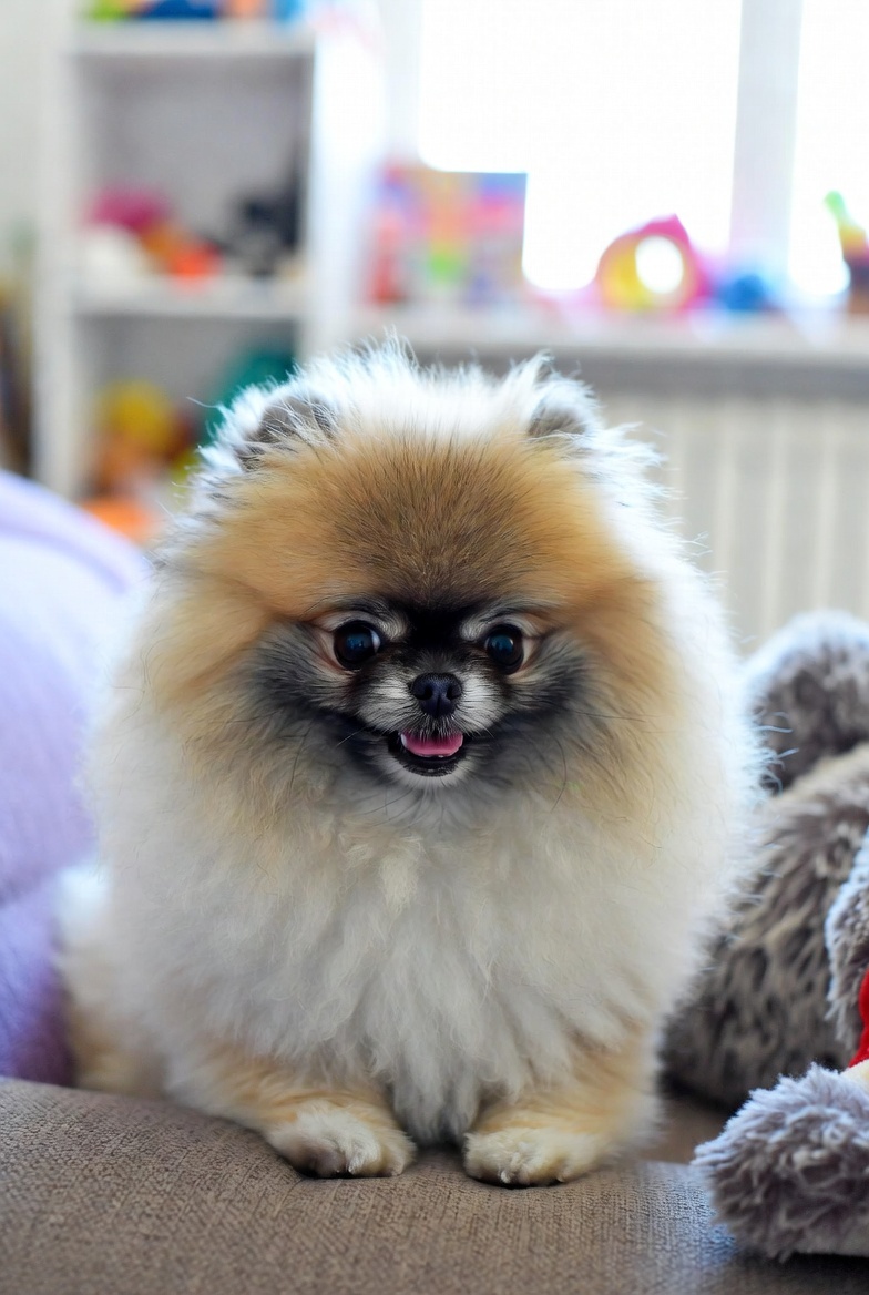 Шпиц в квартире: вся правда!