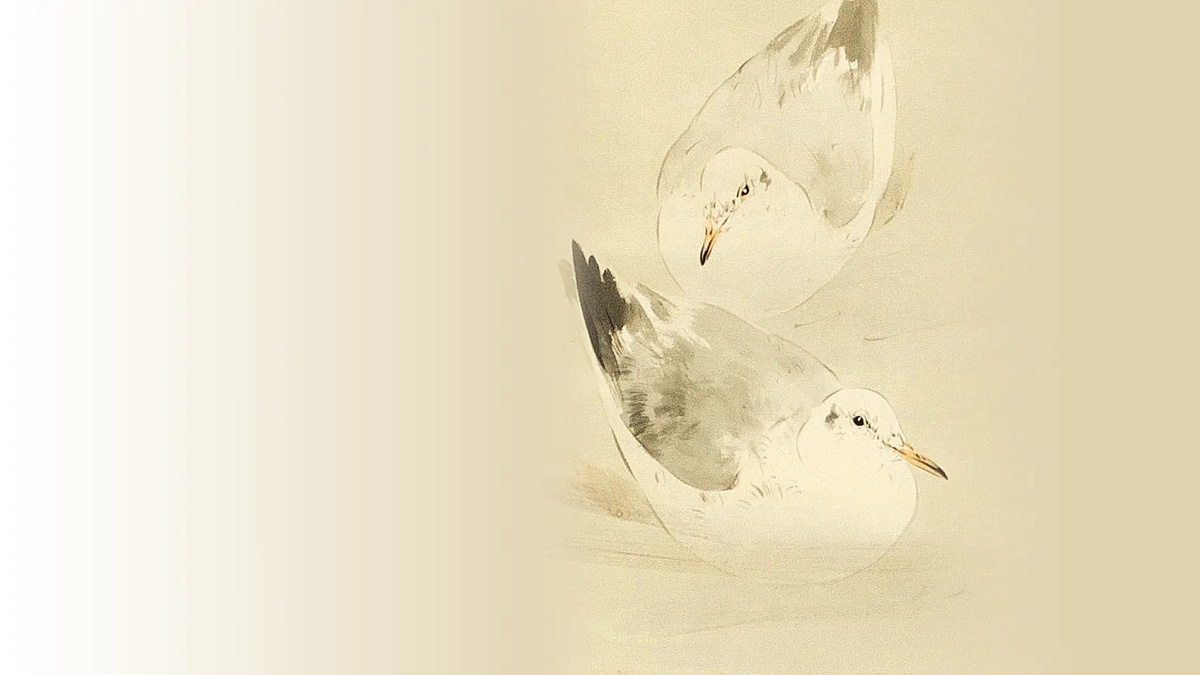 Картинка для привлечения внимания. Ватанабэ Сэйтэй, «Чайки» (фрагмент), живопись по шелку