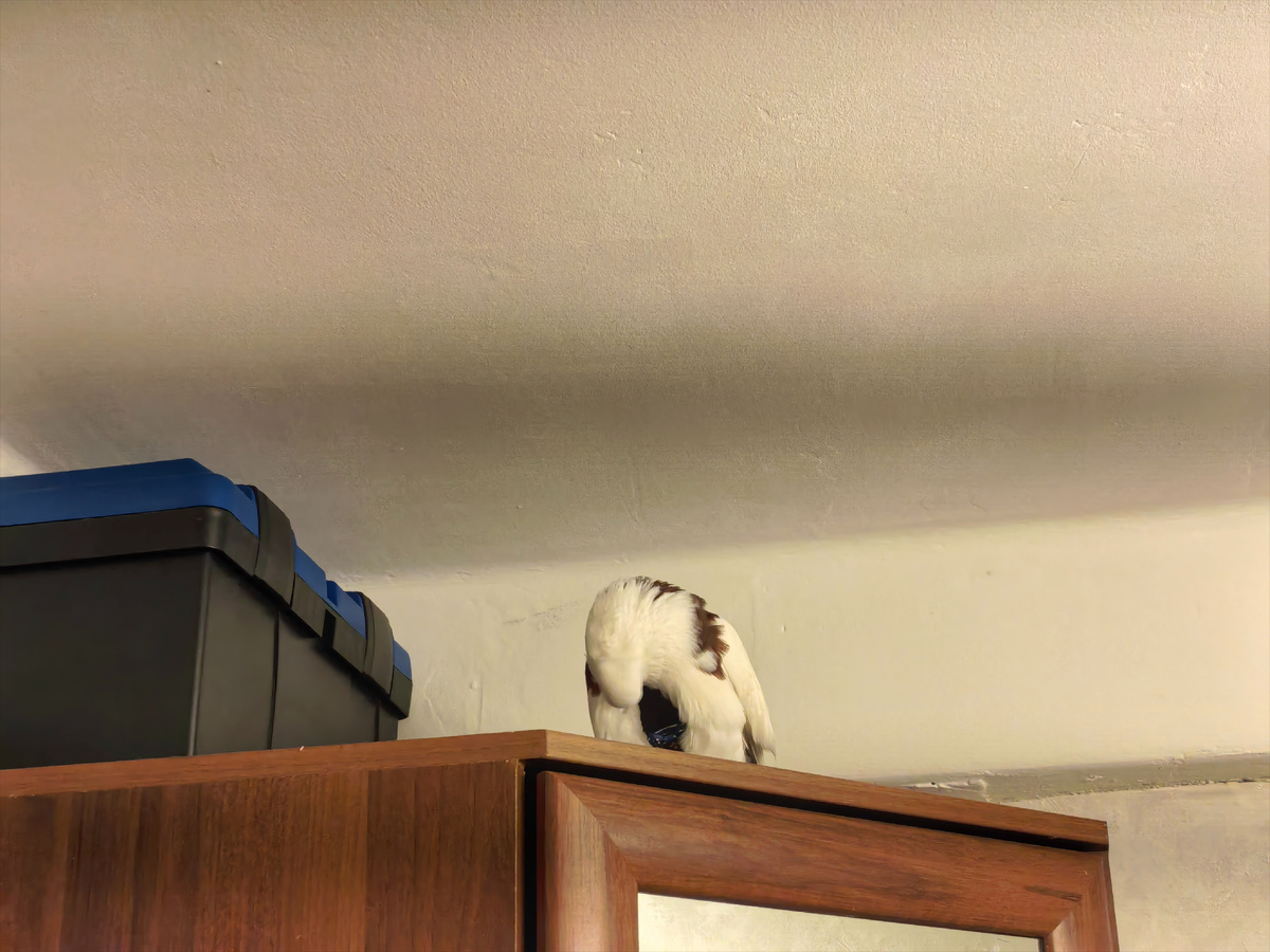 Всеми силами пытается снять труселя