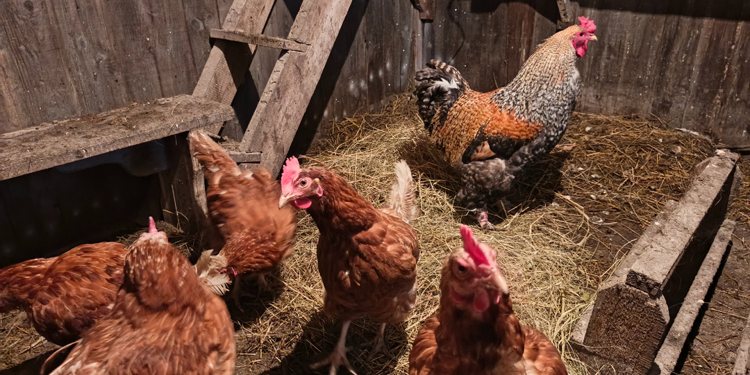 Как долго можно держать кур несушек