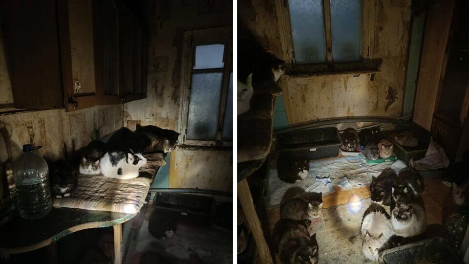     Пожарные спасли 50 котов и собаку из горящего дома в Калининграде t.me/МЧС Калининградской области