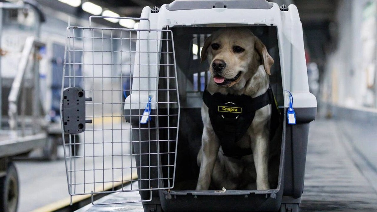    Фото: Международный аэропорт Елизово/t.me