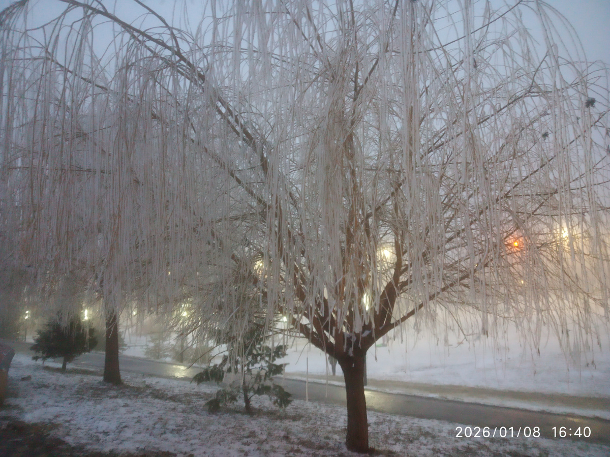 Сегодня ветви деревьев снова были покрыты ледяной коркой