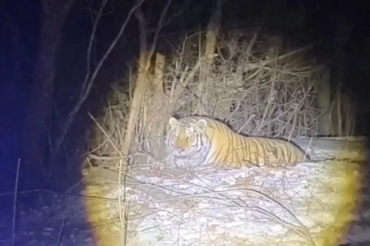    В Приморье первого в году конфликтного тигра переселили подальше от людей