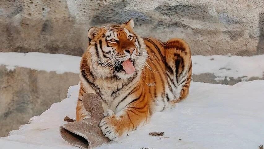   Егор Голубкин / Челябинский зоопарк