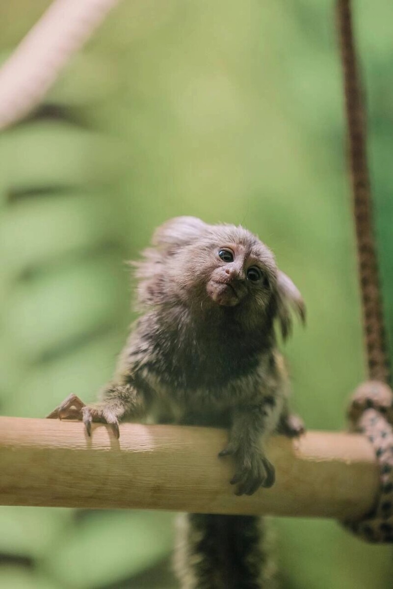   Егор Голубкин / Челябинский зоопарк