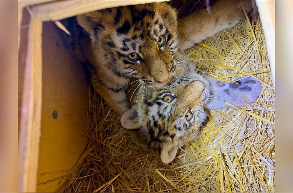    Двух выживших детенышей удалось отловить. Фото: Центр "Амурский тигр"