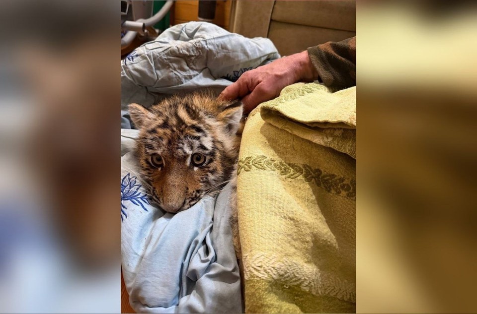    К моменту, когда специалисты нашли выводок, двое тигрят были уже мертвы. Фото: Центр "Амурский тигр"