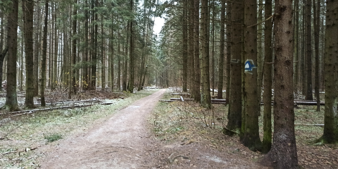 Бегу по «Дороге в Лавру». Вторая часть 115-км ультрамарафона: Пушкино — Сергиев Посад