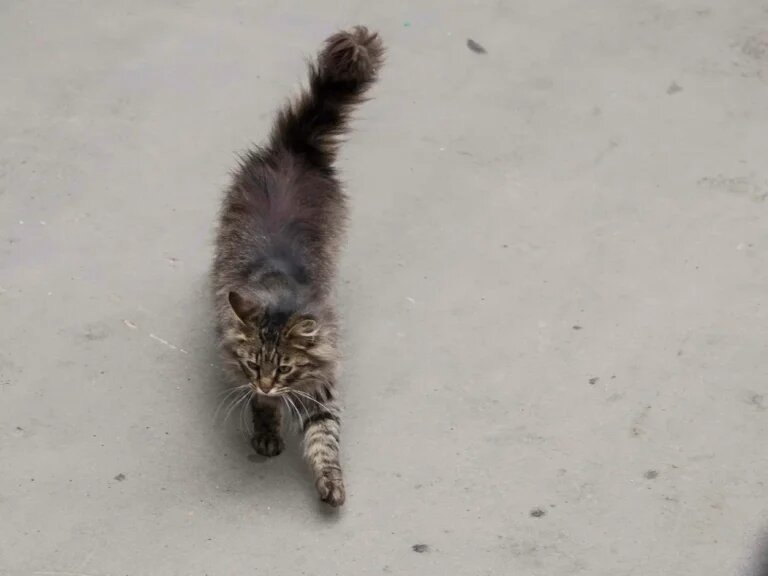    Фото: Общественная Служба Новостей Марта Леви