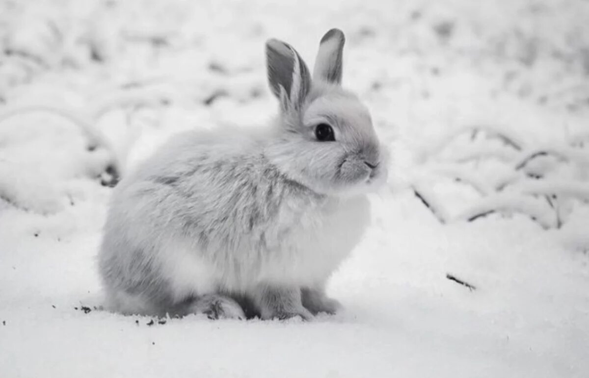    Хабаровчане волнуются за кроликов на набережной, оставленных на морозе