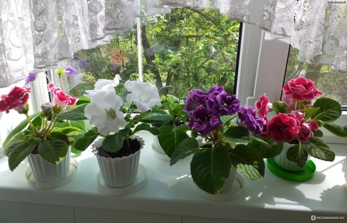 Яндекс. Картинки