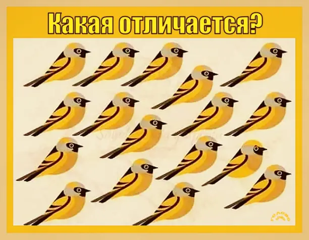 🐦 Найди «не такую» птицу: тест на наблюдательность!