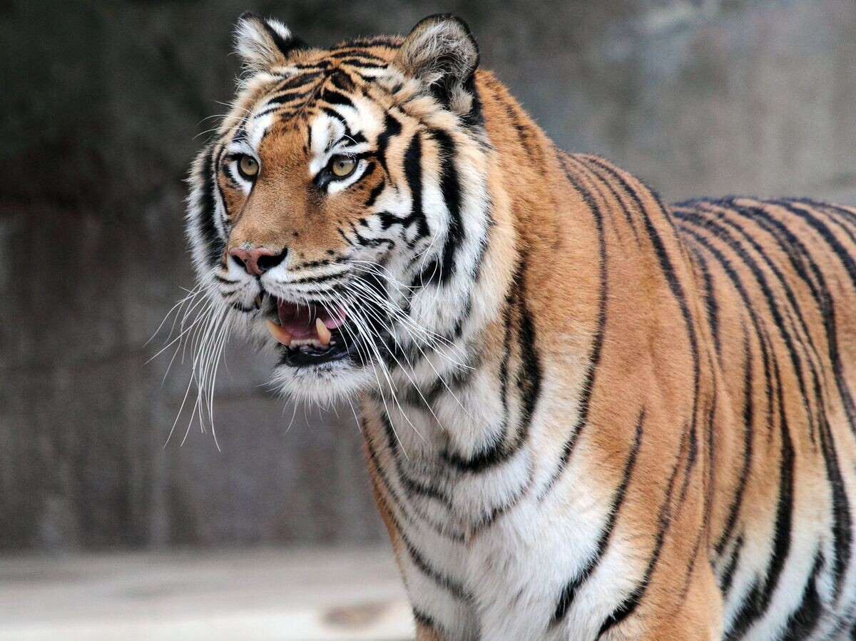    Амурский тигр | © Fotolia / mattiaath