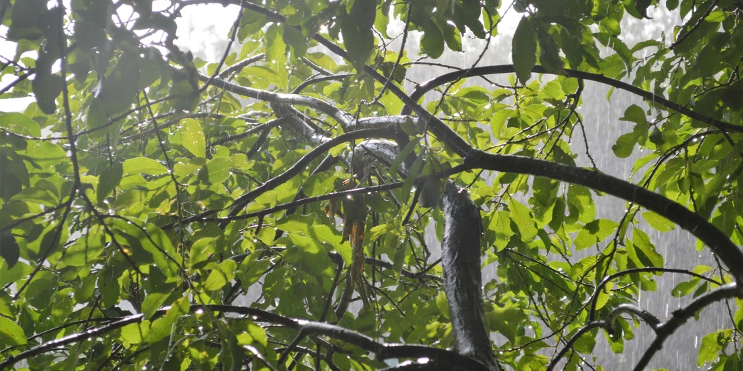 Память под дождем