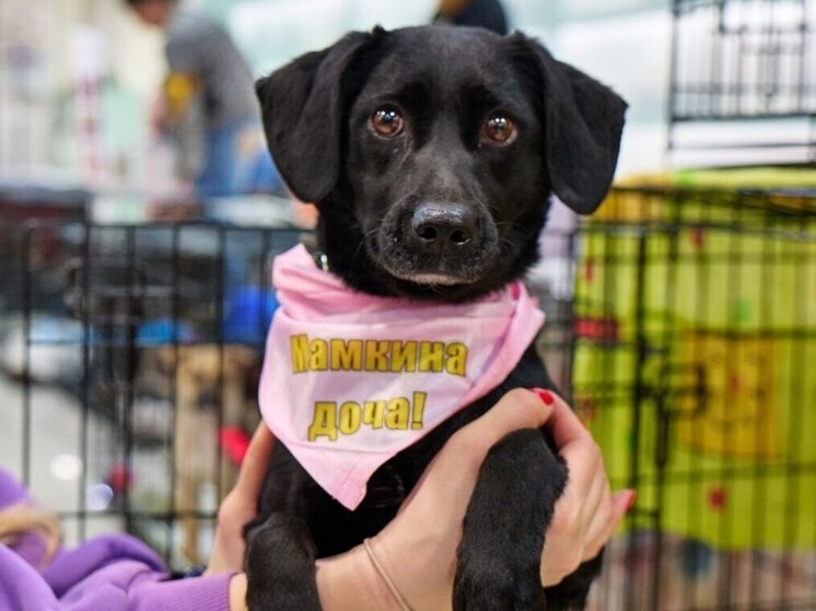     фото: «Животные города_В». (https://t.me/pets_vl)