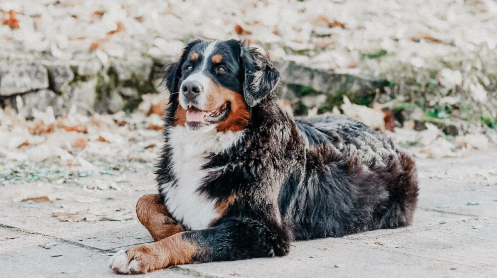    13 собак с иммунитетом из стали что скрывают их хозяева