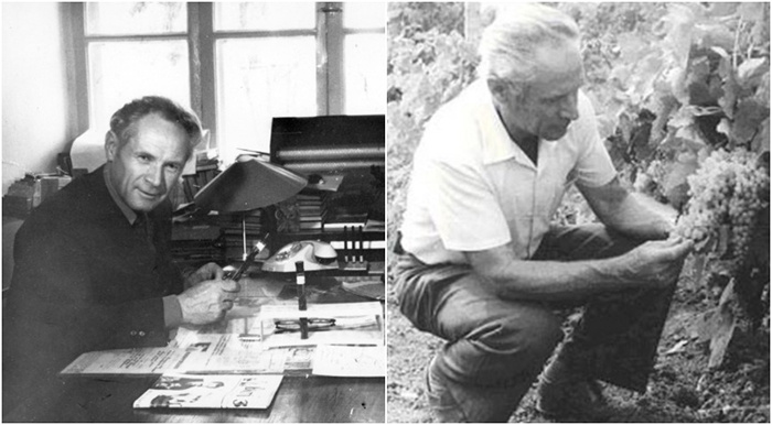 Почти 40 лет своей жизни Павел Голодрига отдал Всесоюзному научно-исследовательского институту виноделия и виноградарства "Магарач"