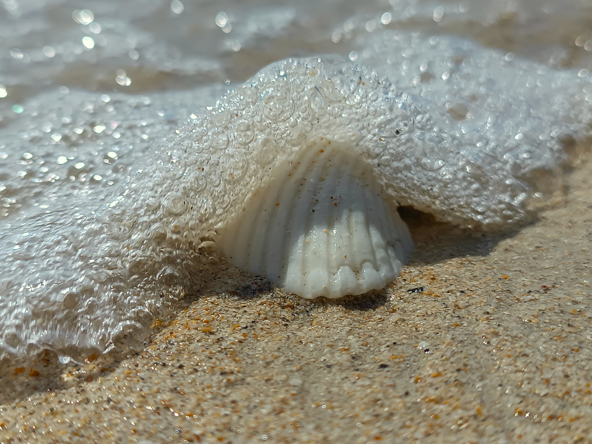 Волна схлынет и откроется морская раковина
