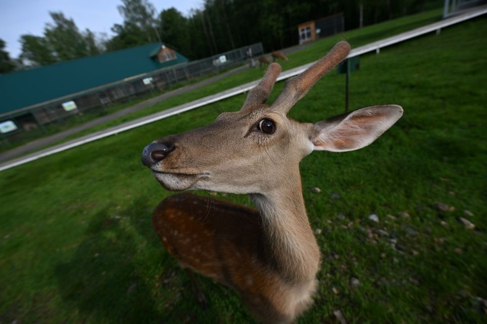    В Ростовской области заканчивается сезон охоты на копытных. Евгения ГУСЕВА
