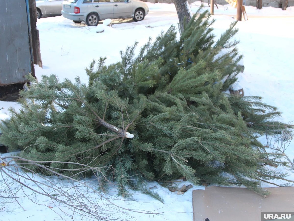     Утилизировать ель нужно правильно, напомнили в администрации Челябинска (архивное фото)