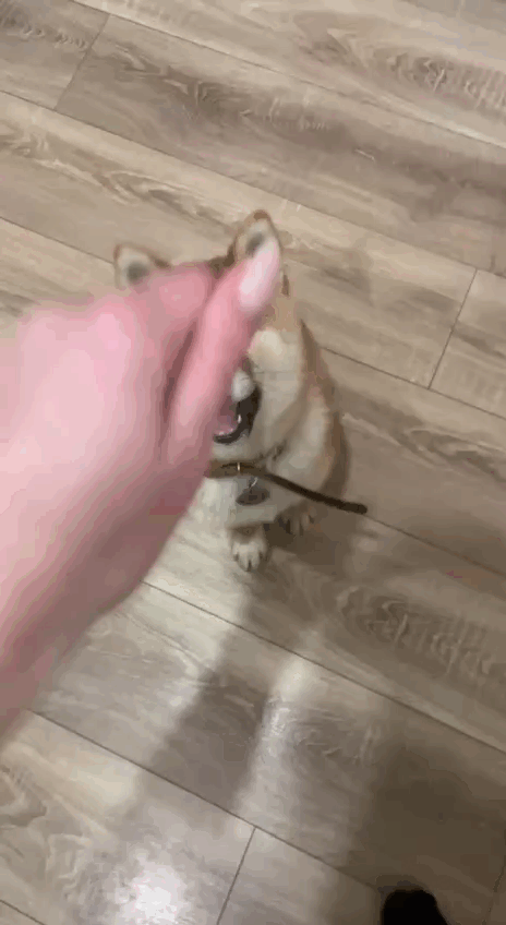 За неделю выучили - сидеть, лежать, дай лапу.