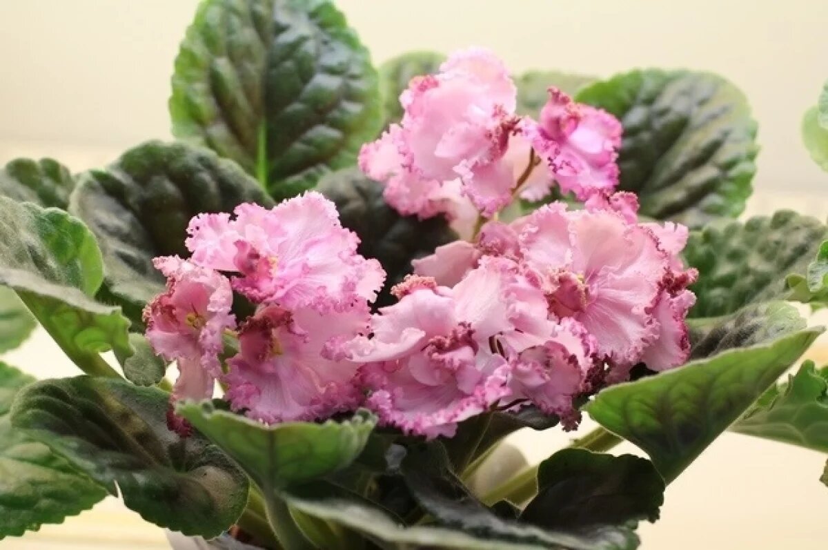    Агрономы рассказали, почему фиалки зимой не цветут и как это исправить