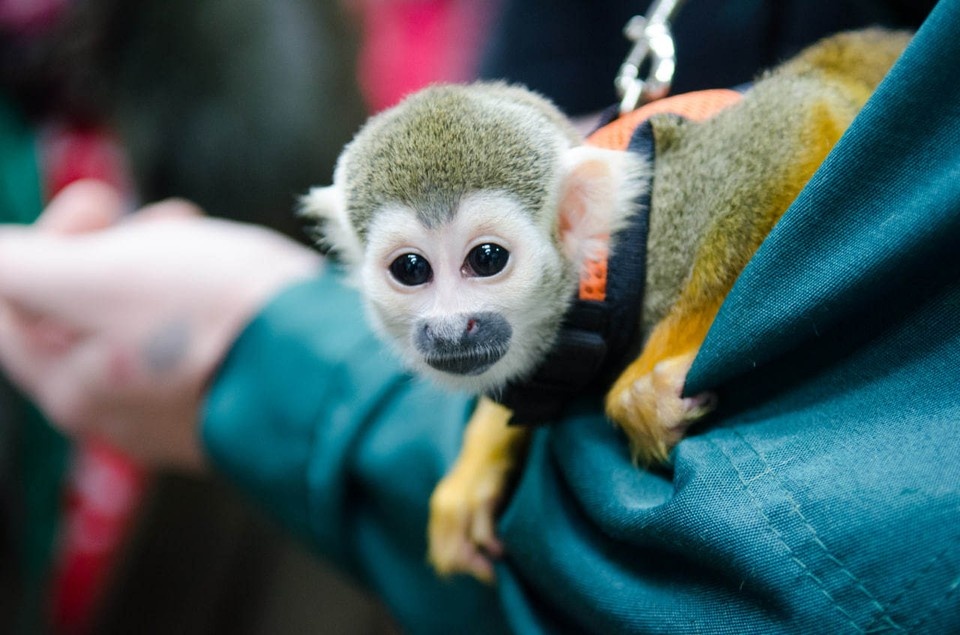    Декоративная обезьянка напала на девушку в торговом центре. Андрей ЦЫГАНОВ