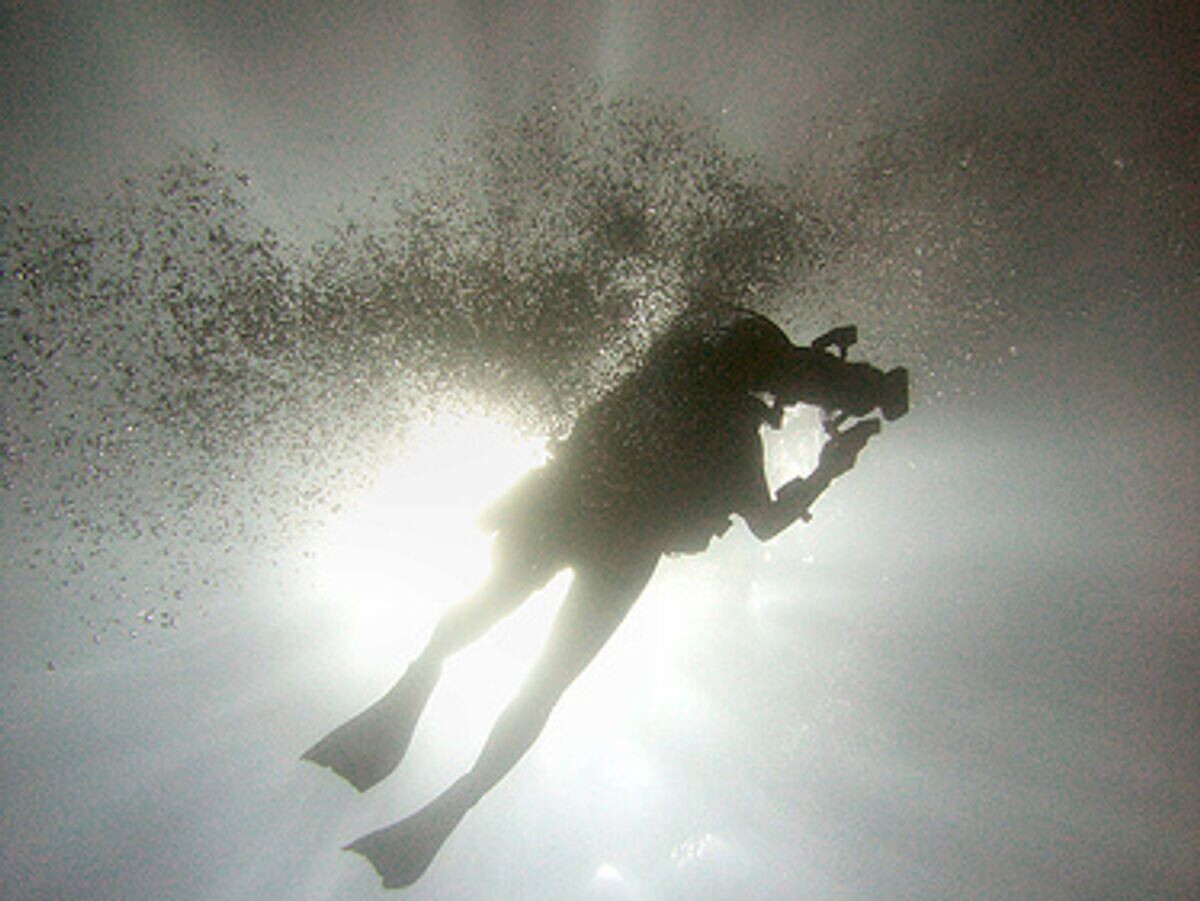    Водолаз | © Flickr / Tim Sheerman-Chase